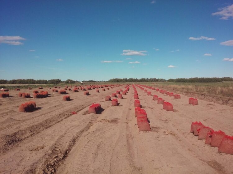 ¿Qué son las chufas? José Manuel Rabanedo es el único que produce en el país este nutritivo cultivo que proviene de África y es muy popular en España