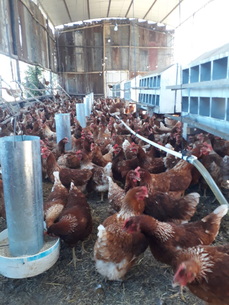 A Pedro le cambió la cabeza trabajar en África: Cuando volvió se asoció con familias rurales para criar gallinas libres en galpones ociosos