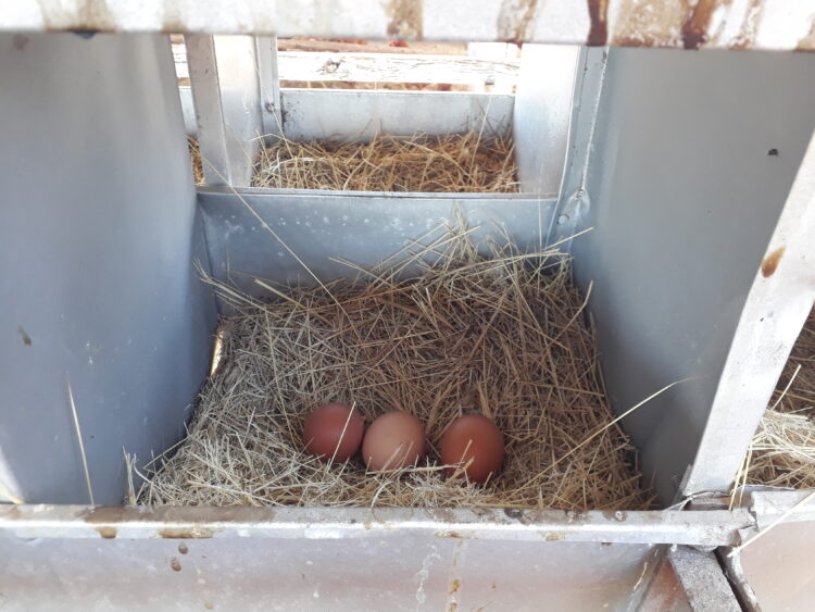 A Pedro le cambió la cabeza trabajar en África: Cuando volvió se asoció con familias rurales para criar gallinas libres en galpones ociosos