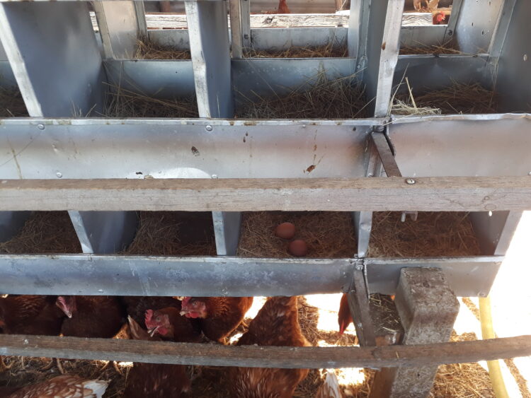 A Pedro le cambió la cabeza trabajar en África: Cuando volvió se asoció con familias rurales para criar gallinas libres en galpones ociosos