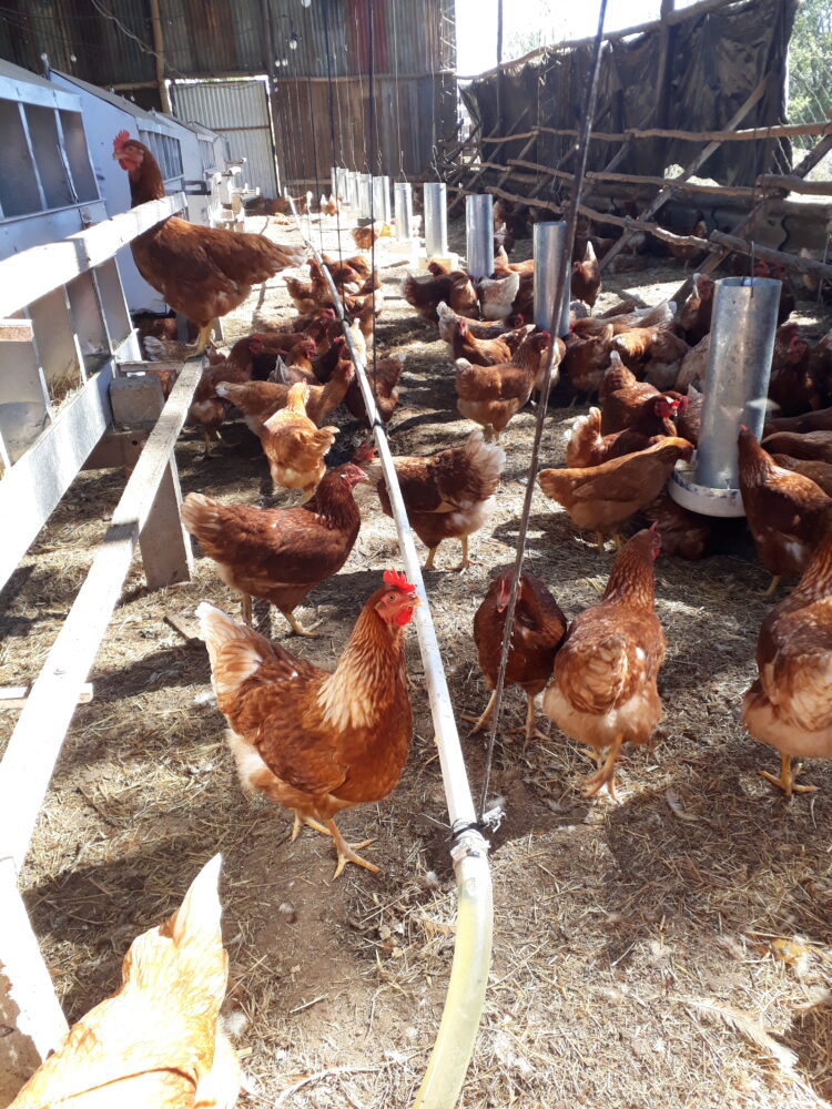 A Pedro le cambió la cabeza trabajar en África: Cuando volvió se asoció con familias rurales para criar gallinas libres en galpones ociosos