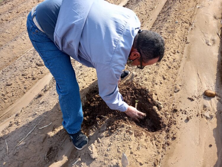 Rubén “Chiche” Domínguez relata los desafíos, éxitos y desventuras de un pequeño productor de papas de Villa Dolores: “Hace falta un poco de buena suerte”, admite