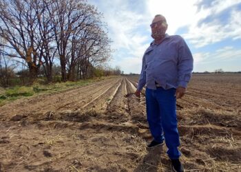 Rubén “Chiche” Domínguez relata los desafíos, éxitos y desventuras de un pequeño productor de papas de Villa Dolores: “Hace falta un poco de buena suerte”, admite