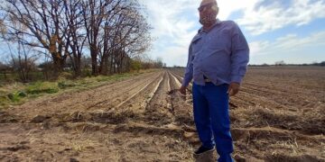 Rubén “Chiche” Domínguez relata los desafíos, éxitos y desventuras de un pequeño productor de papas de Villa Dolores: “Hace falta un poco de buena suerte”, admite