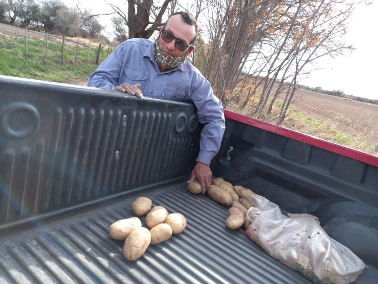 Rubén “Chiche” Domínguez relata los desafíos, éxitos y desventuras de un pequeño productor de papas de Villa Dolores: “Hace falta un poco de buena suerte”, admite