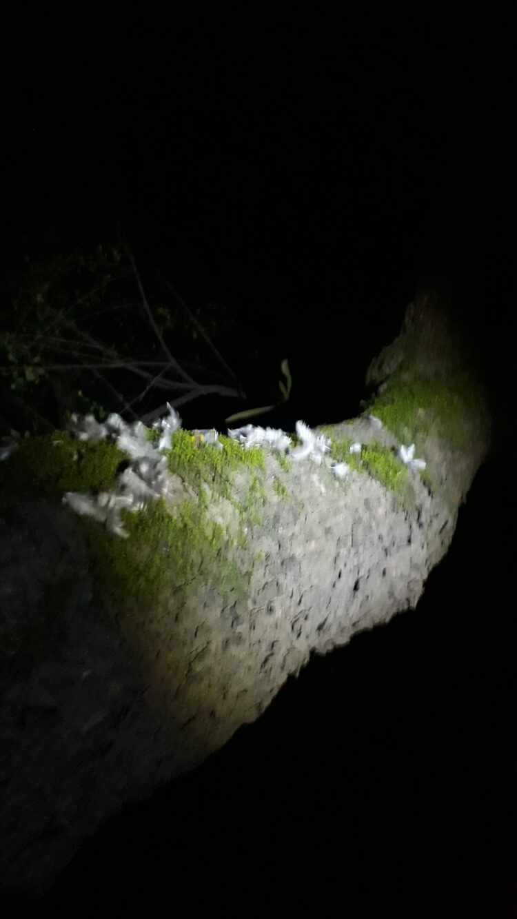 Así veían el cielo los chaná: En Gualeguaychú, una propuesta de expedición nocturna por el monte