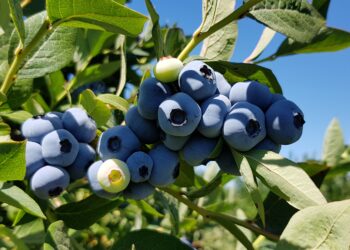 Productores de arándanos quieren impulsar la venta a granel para mejorar la “huella hídrica” del producto