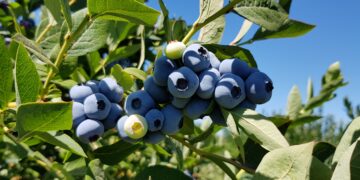 Productores de arándanos quieren impulsar la venta a granel para mejorar la “huella hídrica” del producto