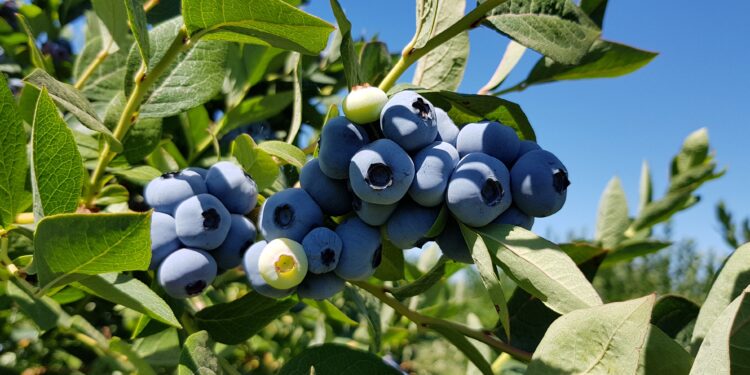 Productores de arándanos quieren impulsar la venta a granel para mejorar la “huella hídrica” del producto