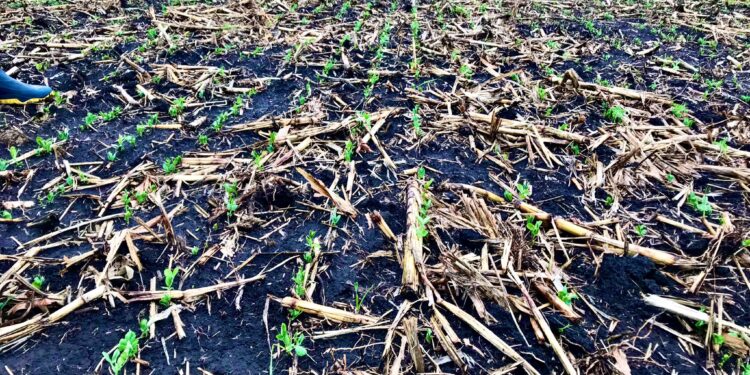 Esta semana siguen las lluvias para recomponer la humedad en el perfil del suelo de la mayor parte de las zonas productivas