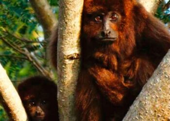 Argentina actualizó la clasificación de mamíferos autóctonos para determinar que siete están en “peligro crítico”: ¿Sabés cuáles son?