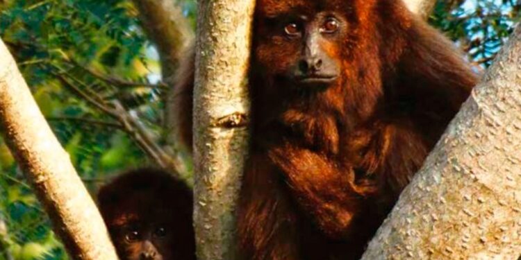 Argentina actualizó la clasificación de mamíferos autóctonos para determinar que siete están en “peligro crítico”: ¿Sabés cuáles son?