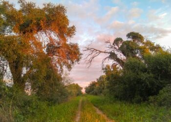 El Estado argentino se prepara para violar por treceavo año consecutivo la Ley de Bosques