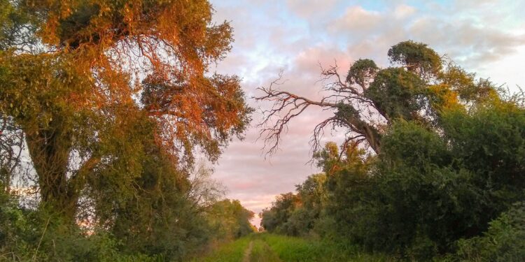 El Estado argentino se prepara para violar por treceavo año consecutivo la Ley de Bosques