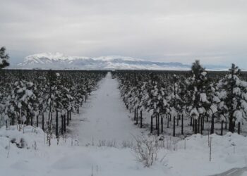 Nuevas apuestas y viejos problemas para el grupo Benetton: Las usurpaciones de campos en el sur congelan una fuerte inversión en la industria forestal
