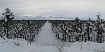 Nuevas apuestas y viejos problemas para el grupo Benetton: Las usurpaciones de campos en el sur congelan una fuerte inversión en la industria forestal