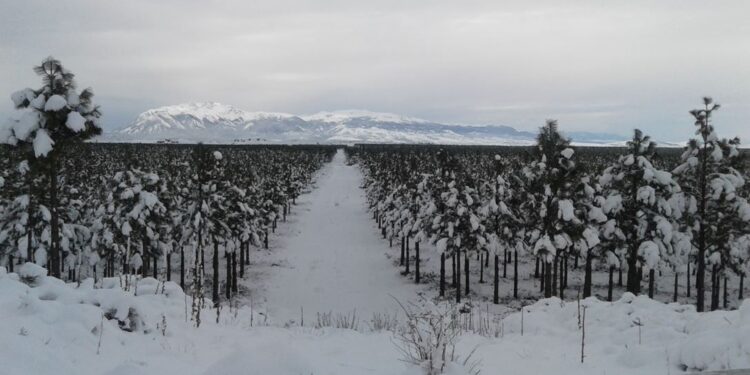 Nuevas apuestas y viejos problemas para el grupo Benetton: Las usurpaciones de campos en el sur congelan una fuerte inversión en la industria forestal