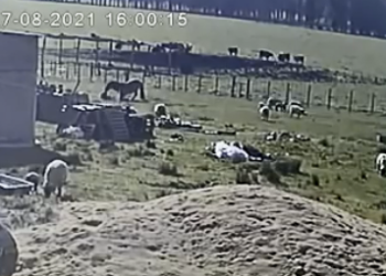 Estupor por el video del caballo asesino: Martín Hardoy explica las posibles razones detrás de la inusual conducta