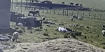 Estupor por el video del caballo asesino: Martín Hardoy explica las posibles razones detrás de la inusual conducta