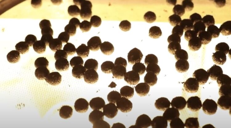 ¿Maíz con envoltorio? La cordobesa SeedMatriz desarrolló una tecnología para recubrir la semilla y evitar pérdidas productivas por falta de uniformidad