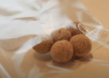 ¿Maíz con envoltorio? La cordobesa SeedMatriz desarrolló una tecnología para recubrir la semilla y evitar pérdidas productivas por falta de uniformidad