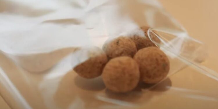 ¿Maíz con envoltorio? La cordobesa SeedMatriz desarrolló una tecnología para recubrir la semilla y evitar pérdidas productivas por falta de uniformidad