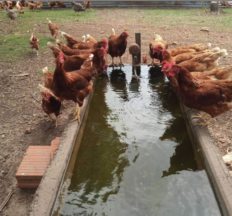 Abril Tolentino tiene 14 años y como se aburría en la pandemia se puso a criar gallinas felices: Ya tiene 800 y vende los huevos en su pueblo