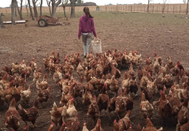 Abril Tolentino tiene 14 años y como se aburría en la pandemia se puso a criar gallinas felices: Ya tiene 800 y vende los huevos en su pueblo
