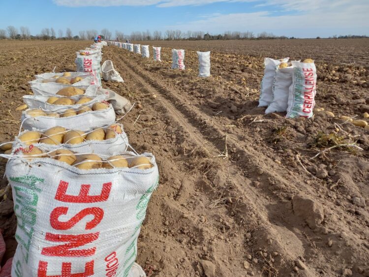 “Hacer papa agroecológica mejora el suelo”, asegura Chiara Cardinali, cuarta generación de productores que la cultivan sobre 6 hectáreas y la venden en el Mercado Central