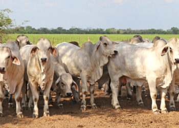 Buenos vecinos: Con la “retirada” argentina, se registró una fuerte suba del precio de exportación de la carne vacuna que benefició a Uruguay y Paraguay