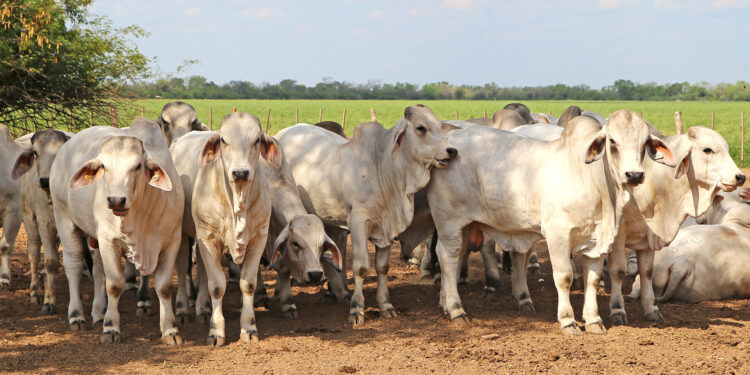 Buenos vecinos: Con la “retirada” argentina, se registró una fuerte suba del precio de exportación de la carne vacuna que benefició a Uruguay y Paraguay