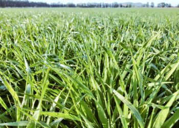 No digas que no te avisamos: Se está comercializando cebada forrajera 2021/22 libre de retenciones