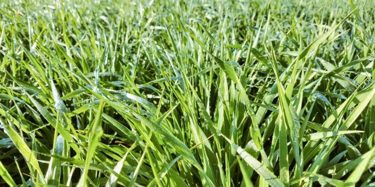 No digas que no te avisamos: Se está comercializando cebada forrajera 2021/22 libre de retenciones