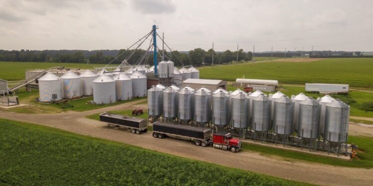 Con la banca de Bioceres, la empresa Agrality sigue apostando a crecer en Estados Unidos: Compró una compañía semillera especializada en maíz