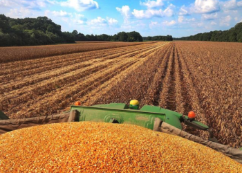 Comenzó la “temporada alta comercial” del maíz estadounidense junto con el inicio de la cosecha en el Medio Oeste