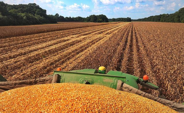 Comenzó la “temporada alta comercial” del maíz estadounidense junto con el inicio de la cosecha en el Medio Oeste