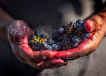 El gobierno estableció un incentivo para empresas agropecuarias que contraten trabajadores temporarios por más de siete meses ¿De qué se trata?