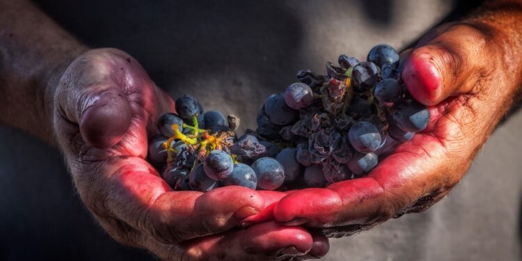 El gobierno estableció un incentivo para empresas agropecuarias que contraten trabajadores temporarios por más de siete meses ¿De qué se trata?