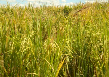 Argentina insólita: Peligra el arranque de la campaña de arroz porque el gobierno no libera divisas para importar herbicidas esenciales