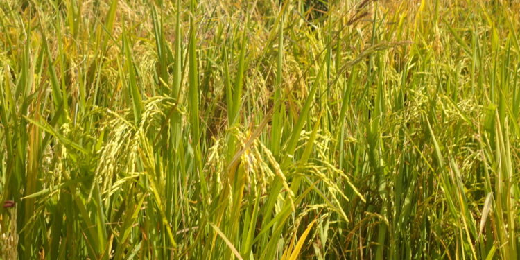 Argentina insólita: Peligra el arranque de la campaña de arroz porque el gobierno no libera divisas para importar herbicidas esenciales