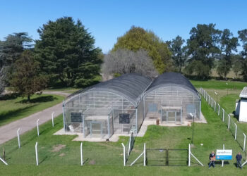 Ya hay una pyme argentina que comenzó a producir cannabis medicinal junto al INTA de Pergamino