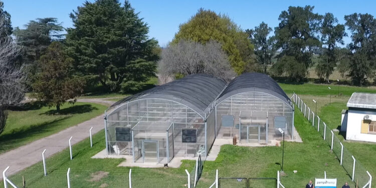 Ya hay una pyme argentina que comenzó a producir cannabis medicinal junto al INTA de Pergamino