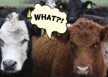 Argentina es el único país sudamericano que aceptó reducir las emisiones de metano a pesar del perjuicio que eso genera para el sector ganadero