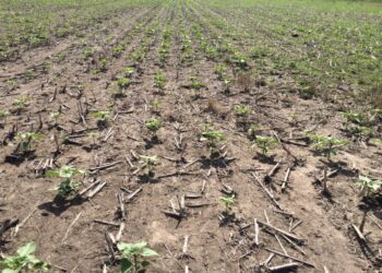 Industrias aceiteras ofrecen “preciazos” para el girasol 2021/22 con el propósito de incentivar siembras