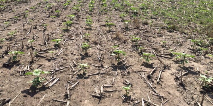 Industrias aceiteras ofrecen “preciazos” para el girasol 2021/22 con el propósito de incentivar siembras