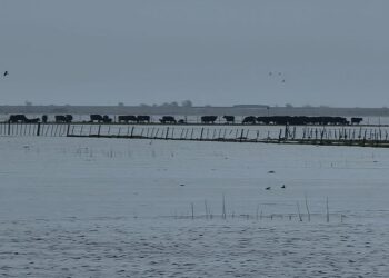El fondo para atender emergencias agropecuarias perdió 96% de su valor desde que fue creado y se encuentra desactivado de facto