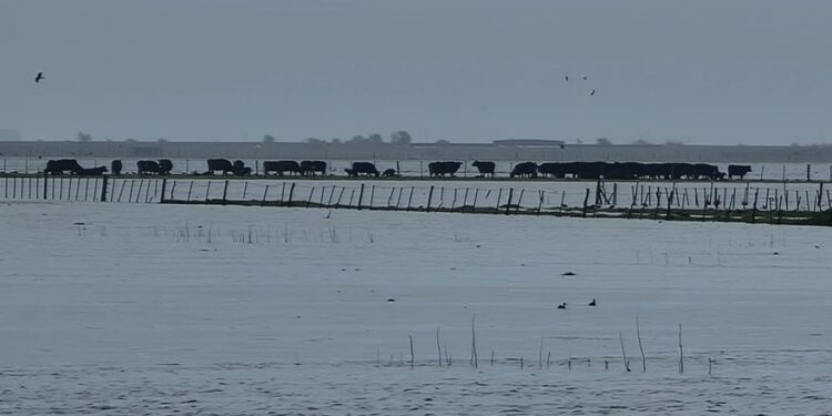 El fondo para atender emergencias agropecuarias perdió 96% de su valor desde que fue creado y se encuentra desactivado de facto
