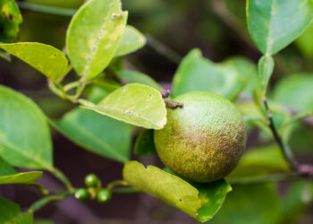 Gracias a la cooperación activa de los citricultores, en Entre Ríos ya se encontraron 780 árboles enfermos de HLB que fueron erradicados