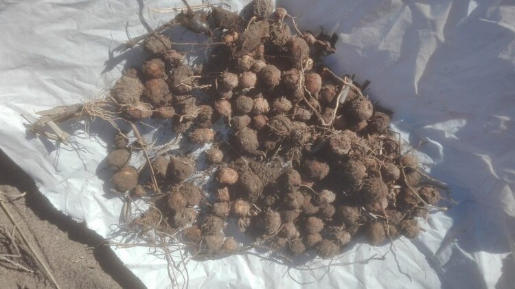 ¿Qué son las chufas? José Manuel Rabanedo es el único que produce en el país este nutritivo cultivo que proviene de África y es muy popular en España