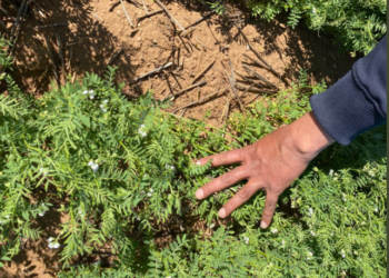 Argentina no logra ni siquiera autoabastecerse de una legumbre que es un negocio estrella en el mundo ¿Cuál es?